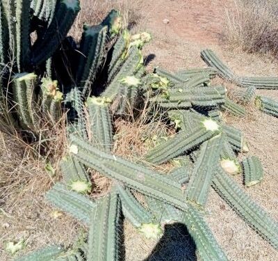 Minera Albatro opera en Valles Centrales sin permisos, alertan comunidades