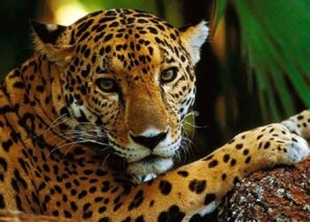 PRESERVAR EL AMBIENTE EVITA QUE ENFERMEDADES EMERGENTES RECAIGAN EN EL SER HUMANO