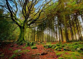 BOSQUES Y SELVAS FRENAN EL CAMBIO CLIMÁTICO