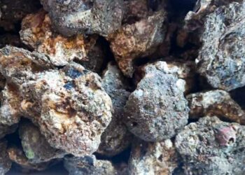 Cierre precautorio temporal por Marea Roja en costas istmeñas: SSO