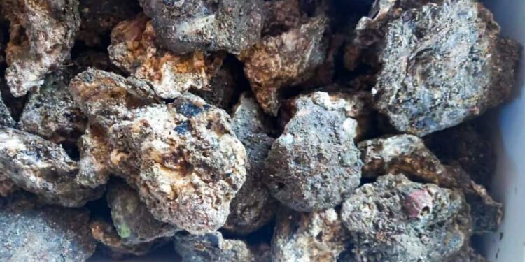 Cierre precautorio temporal por Marea Roja en costas istmeñas: SSO