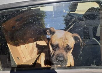 POLICÍA VIAL MUNICIPAL, SALVA A PERRO QUE AGONIZABA POR INTENSO CALOR EN UNA COMBI COMPLETAMENTE CERRADA EN SANTA ROSA