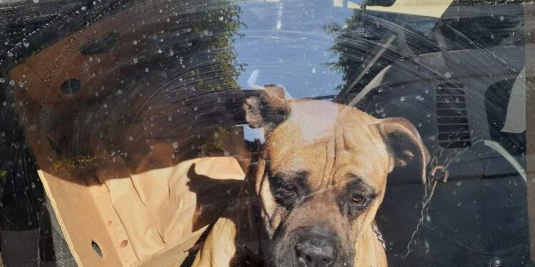 POLICÍA VIAL MUNICIPAL, SALVA A PERRO QUE AGONIZABA POR INTENSO CALOR EN UNA COMBI COMPLETAMENTE CERRADA EN SANTA ROSA