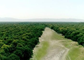 Pese al combate contra la deforestación, cada año se destruyen diez millones de hectáreas de bosque