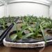 Propaga UNAM agave pulquero y orquídeas