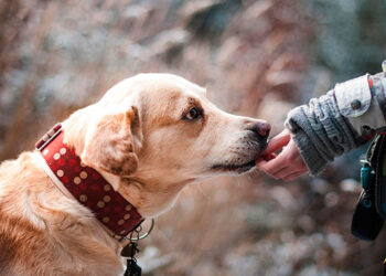 Prevalece falta de responsabilidad en el cuidado de los perros