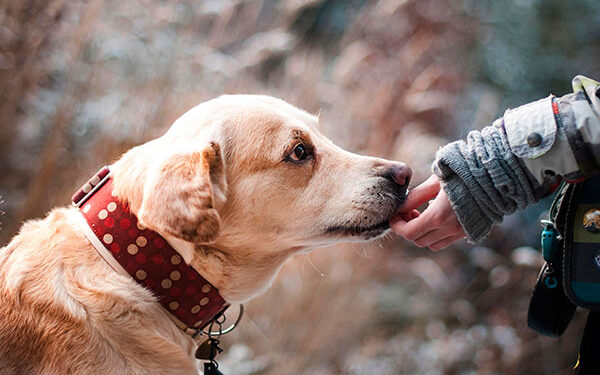 Prevalece falta de responsabilidad en el cuidado de los perros