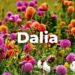 Dalia: orgullosa flor nacional