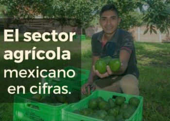El sector agrícola mexicano en cifras: avances, retos y oportunidades del T-MEC