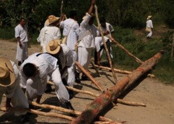 La Secretaría de Cultura federal enaltece la Danza Ritual de los Voladores con la siembra del palo volador en el Complejo Cultural Los Pinos