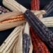 Oaxaca celebra el Día Nacional del Maíz, alimento que representa nuestra identidad