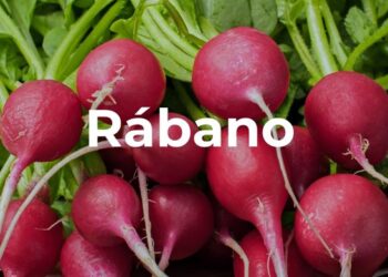 Rábano, picosa pero nutritiva hortaliza