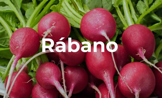 Rábano, picosa pero nutritiva hortaliza