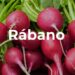 Rábano, picosa pero nutritiva hortaliza