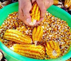 Oaxaca, la tierra del maíz.