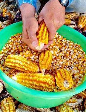 Oaxaca, la tierra del maíz.