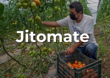 ¡Llévele llévele, jitomate al alcance de tu huerto!