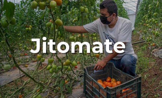¡Llévele llévele, jitomate al alcance de tu huerto!
