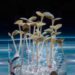 Con uso de plantas más resistentes se podría reducir en gran medida las emisiones de CO2