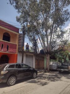 Protección Civil Municipal solo cortó ramas de un árbol al interior de un domicilio 