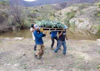 ¡Todo listo para arrancar la Jornada Estatal de Reforestación 2024 en San Lucas Quiaviní!