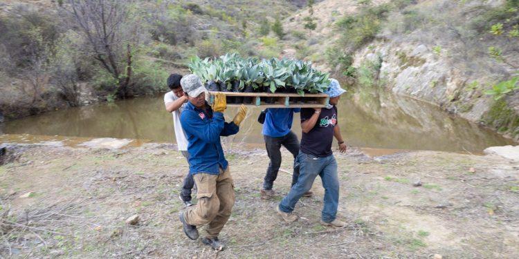 ¡Todo listo para arrancar la Jornada Estatal de Reforestación 2024 en San Lucas Quiaviní!