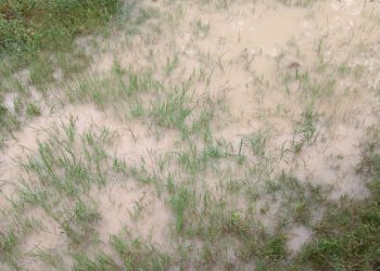 SEMARNAT Y PROFEPA: RESPONSABLES DE LA CONTAMINACIÓN DEL RÍO COYOTE EN VALLES CENTRALES DE OAXACA