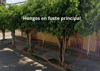 Tras poda de árboles con hongos, se plantarán nuevos ejemplares en la Agencia de Dolores